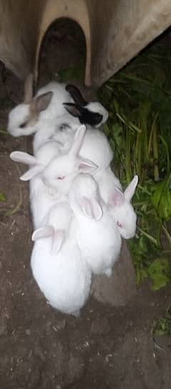 Rabbit bunnies for sale