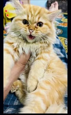 Persian male kitten 7 months old