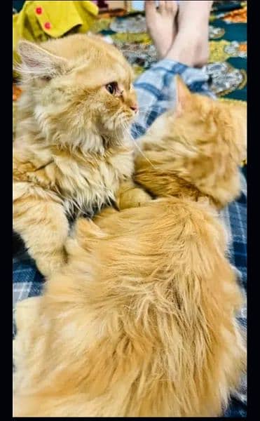 Persian male kitten 7 months old 3