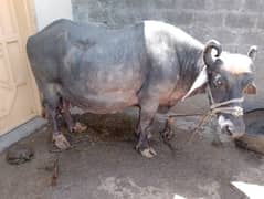 cow for sale 8month pragnet