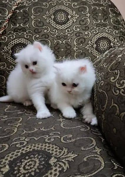 Pure Persian kittens avb 1