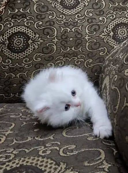 Pure Persian kittens avb 3