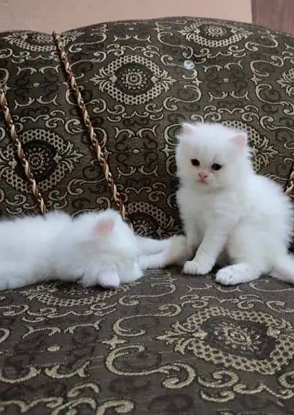 Pure Persian kittens avb 4