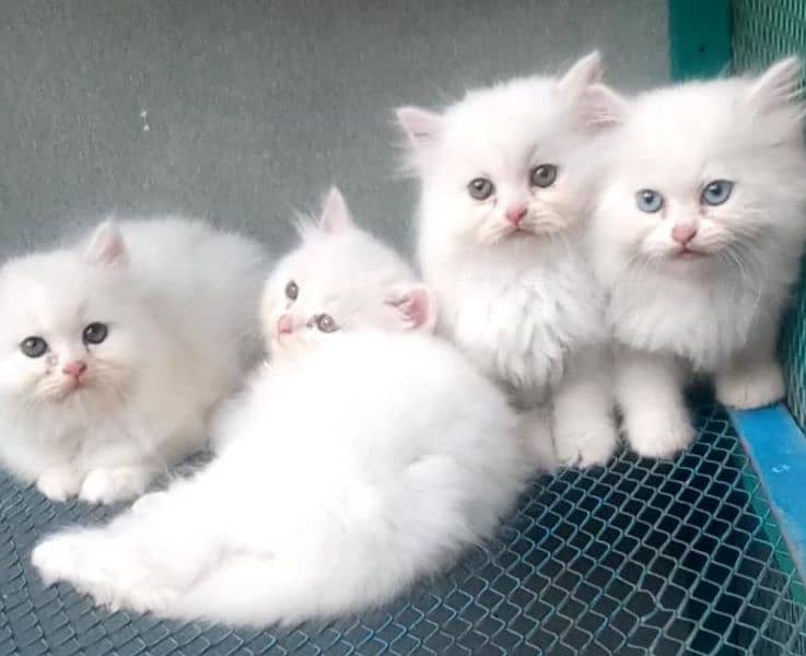 Pure Persian kittens avb 5