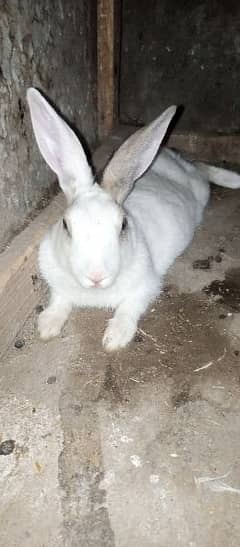 Rabbit Red eye Bunnies for sale