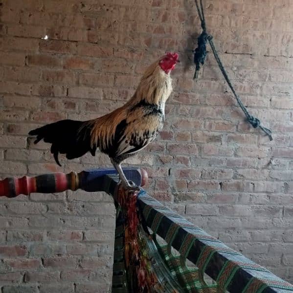 Rooster for sale 1