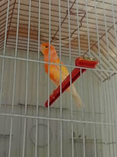 canary red factor for sale with cage non stop singing