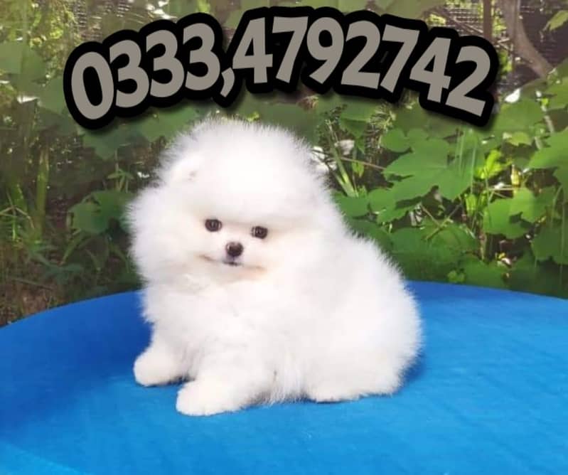 Pure teacup pomeranian 2