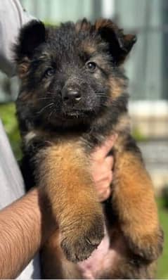 german shepherd puppies pedigree microchipped 0