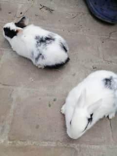 Rabbits Babbies For Sale