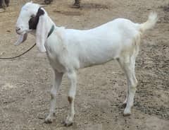 Nagri female goat for sale 0