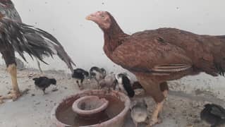 Aseel hen with 3 chicks