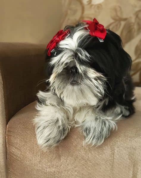 Shih Tzu / Shitzu Pedigreed 5 months old  show class puppies for sale 9