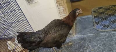 Pure Aseel murghiya hens chicks chuzy