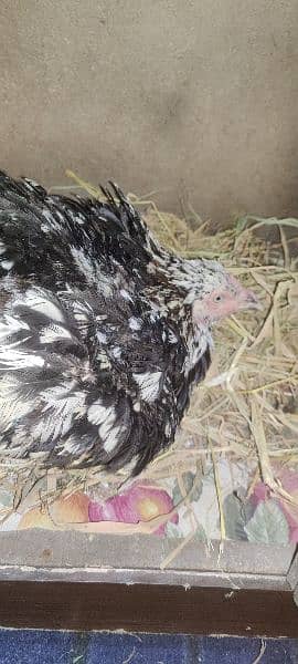 Pure Aseel murghiya hens chicks chuzy 4