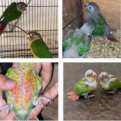 Pineapple Conure / Yellow Sided Conure / Parrot chicks