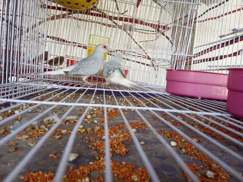 urgent sale diamond dove breeder pair healthy and energetic 0
