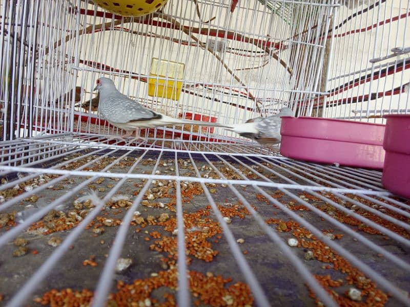 urgent sale diamond dove breeder pair healthy and energetic 4