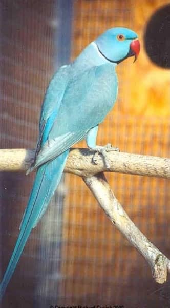 blue parrot self 1