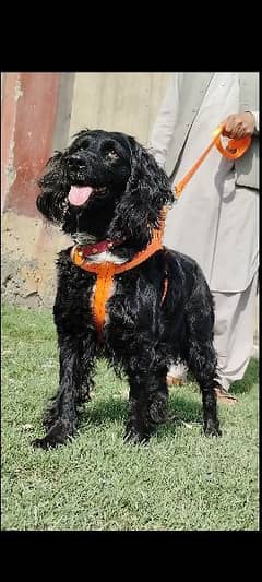 Pure cocker spaniel important female age 11 month for sale 0