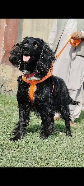 Pure cocker spaniel important female age 11 month for sale 3