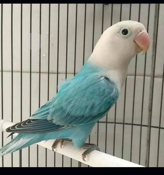 7 lovebirds parrots  with cage contact me 5
