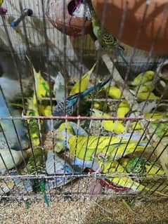 budgie parrot for sale 0
