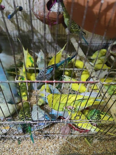 budgie parrot for sale 0