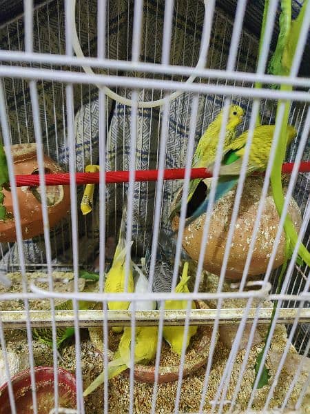 budgie parrot for sale 2
