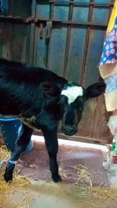Australian cow calf
