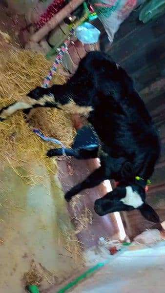 Australian cow calf 1