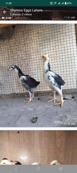 chicks oh shamo 2022 . . . 23 ring birds parent 11