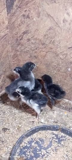 4 Aseel Chicks Sindhi Lakha