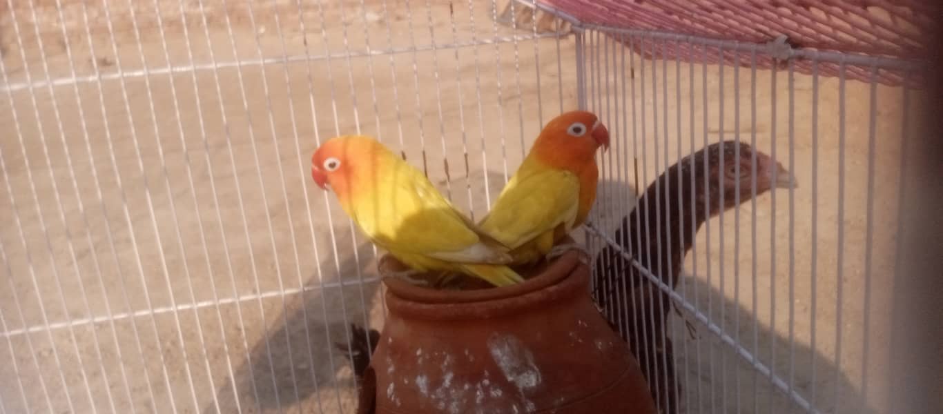 Love bird - Parrots - 1086139483