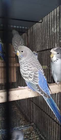 Violet black face Pair available quality birds na marking
