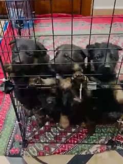 german shepherd pups