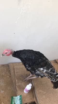 turkey bird for sale