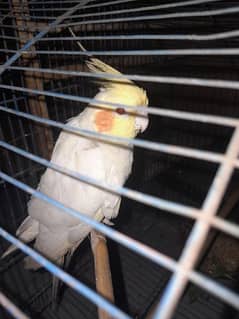common while  male  without cage