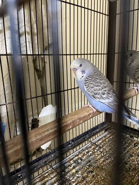 king size budgie parrot 7