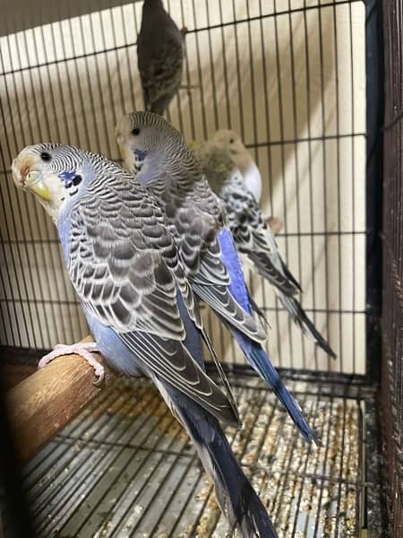 king size budgie parrot 8