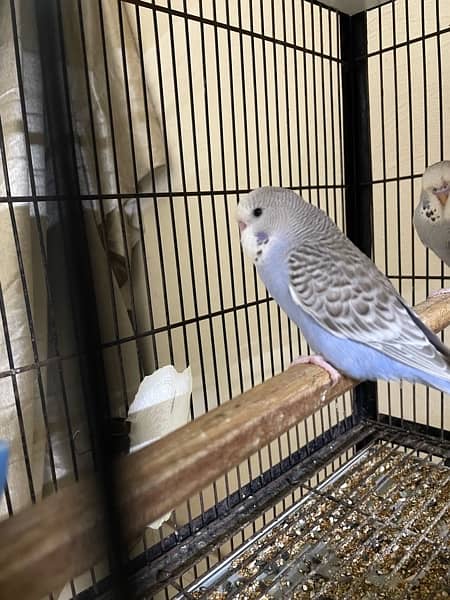 king size budgie parrot 9