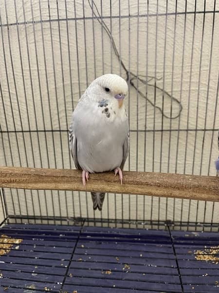 king size budgie parrot 11
