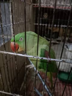 bolny wala parrot for Sale