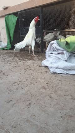 White aseel chicks