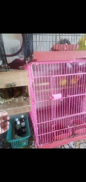 Some lovebirds for sale 0