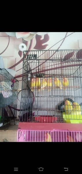 Some lovebirds for sale 1