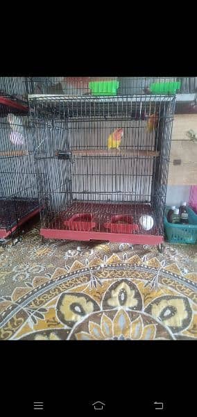 Some lovebirds for sale 2