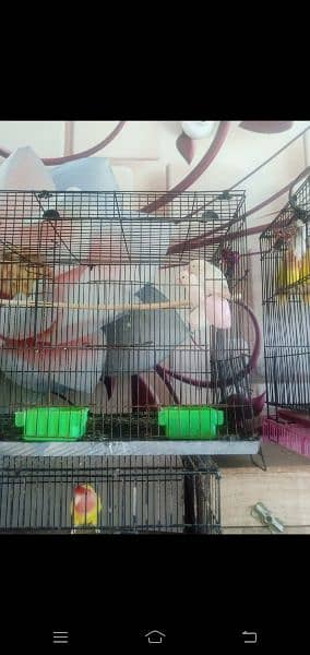 Some lovebirds for sale 4