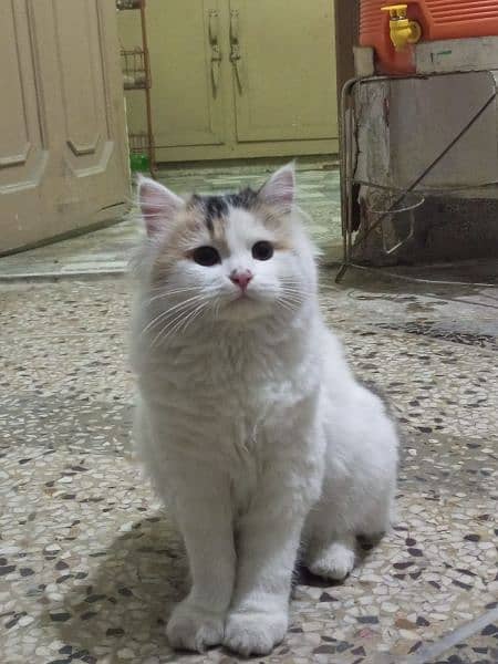 Persian Cross Cat 0