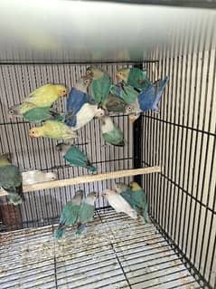 all type love birds for sale 0